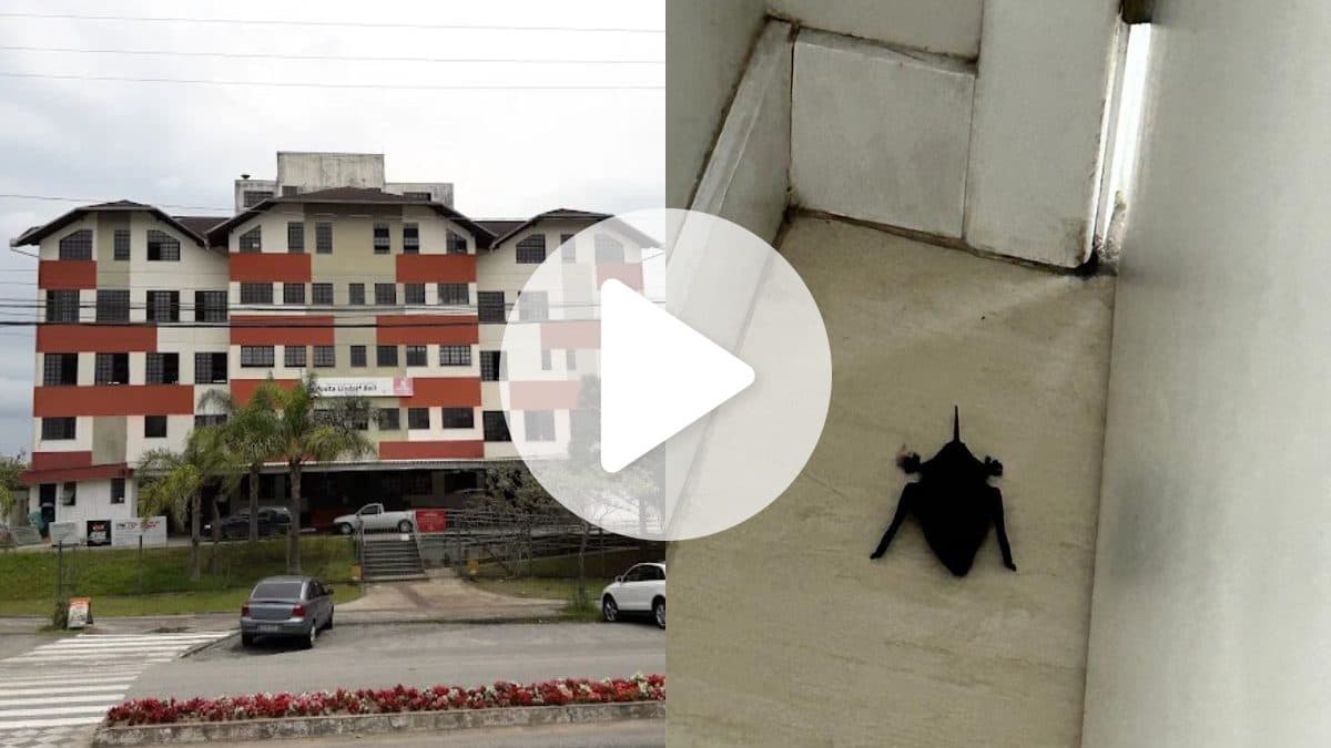 VÍDEO: Morcegos e ‘cheiro insuportável’ são flagrados em policlínica de SC